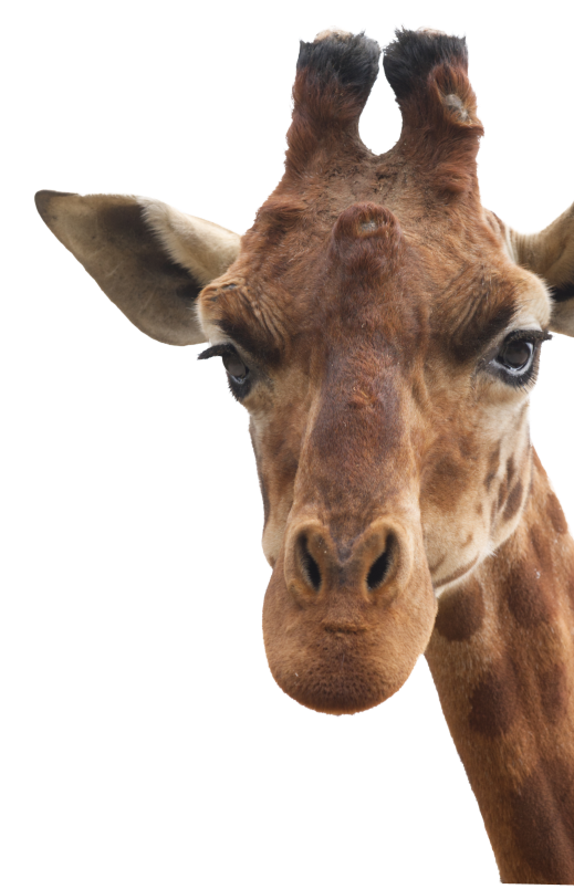 giraffa