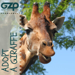 adopt a giraffe