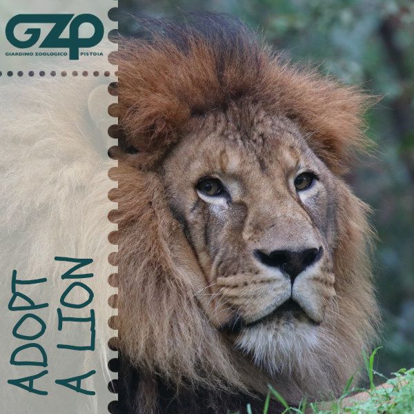 adopt a lion