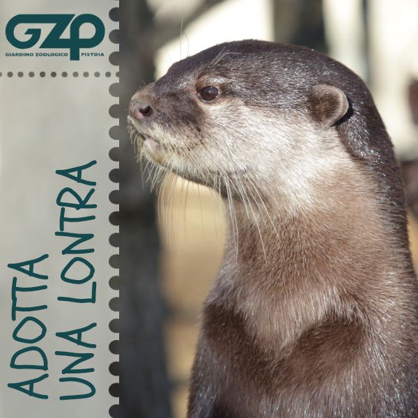 Adotta una Lontra - Giardino Zoologico di Pistoia