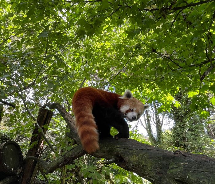 Red Panda Day: una giornata per celebrare i Panda Minori