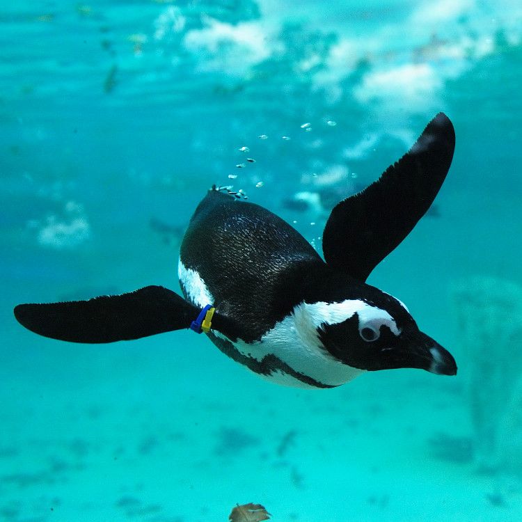 https://www.zoodipistoia.it/wp-content/uploads/2022/03/CARD-Pinguino-1.jpg