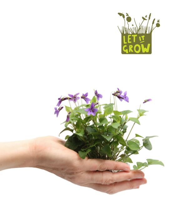 Let it grow: campagna per la biodiversità locale