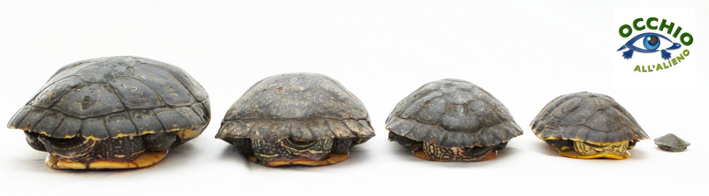 occhio all'alieno, un progetto per sensibilizzare sulle specie invasive