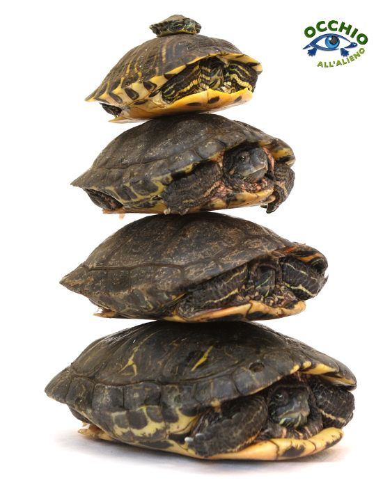 occhio all'alieno, un progetto per sensibilizzare sulle specie invasive