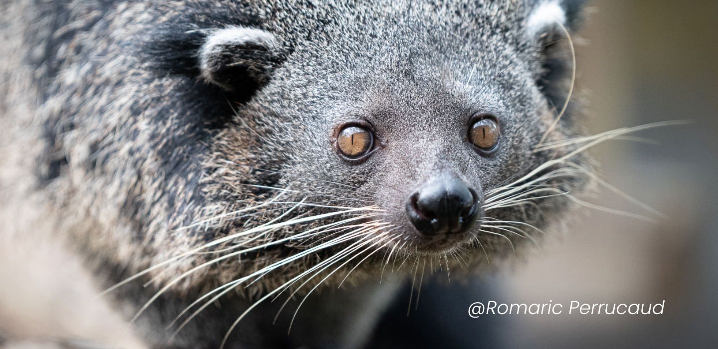 COPERTINA PROGETTO BINTURONG D