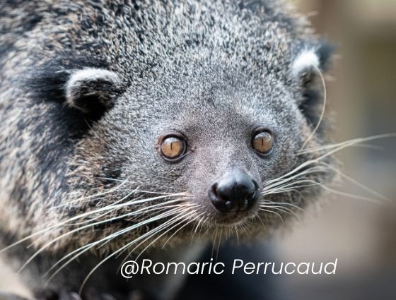 FOTO IN EVIDENZA PROGETTO BINTURONG CON @