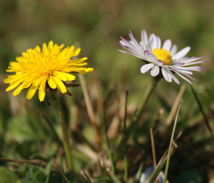 Let it grow: aiuta la biodiversità intorno a te