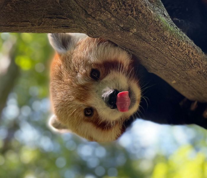 Il Panda Minore: perché è una specie a rischio?