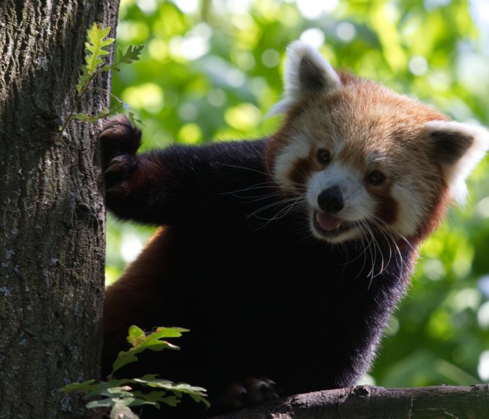 Il Panda Minore: perché è una specie a rischio?