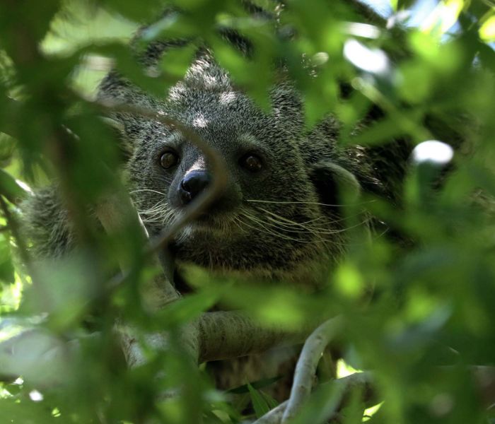 le minacce per i binturong