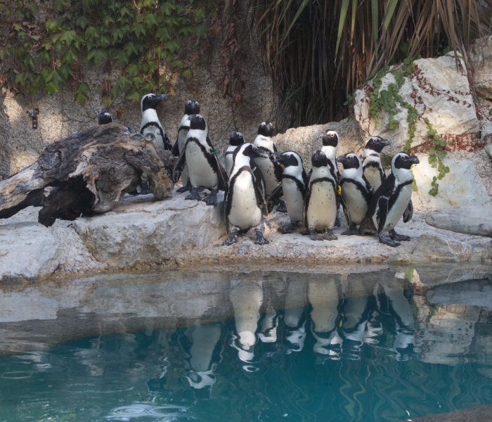 Perchè è così importante la presenza dei  pinguini africani al GZP
