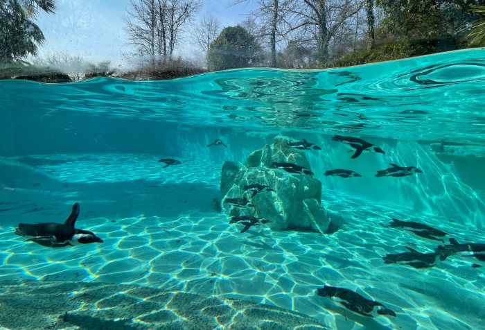 Perchè è così importante la presenza dei  pinguini africani al GZP