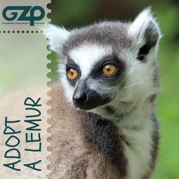 adopt a lemur