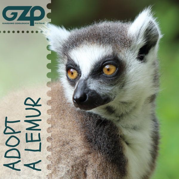 adopt a lemur