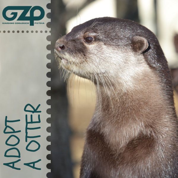 adopt a otter