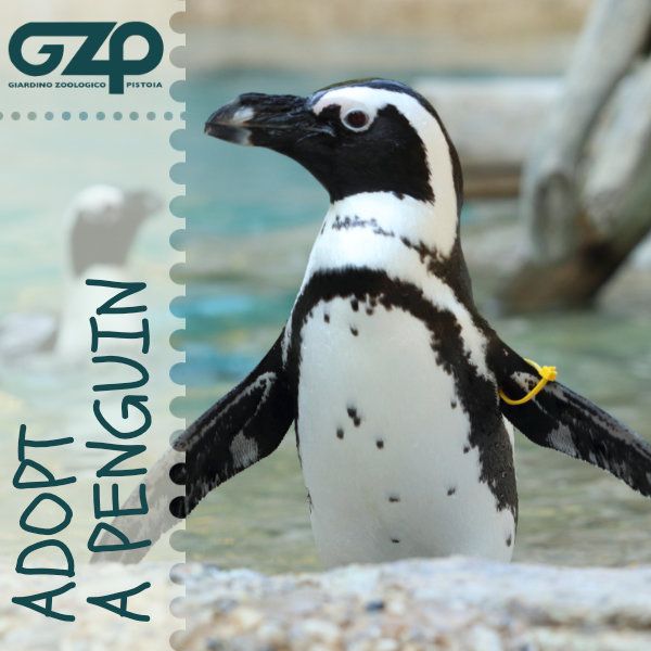 adopt a penguin