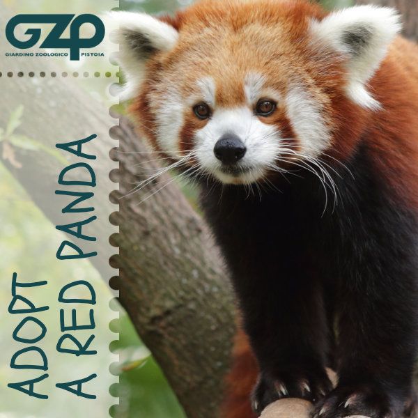 adopt a red panda