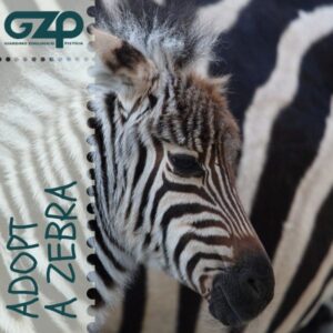 adopt a zebra