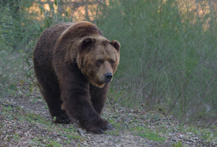 Okila, l’orso che ogni tanto ha brutti ricordi