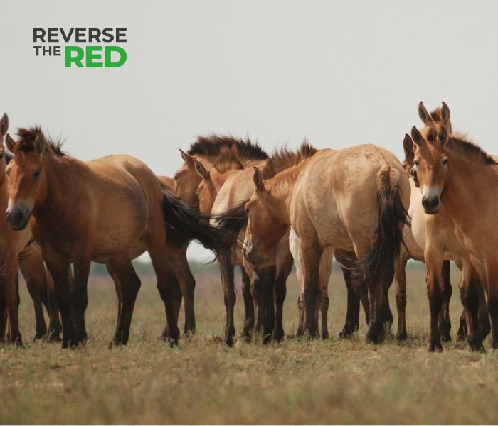 Reverse the Red