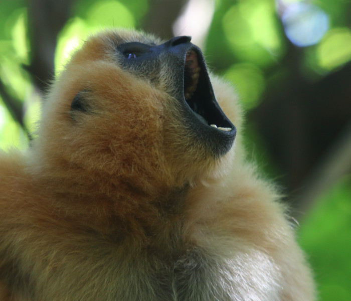 Conosciamo i Gibboni e il loro canto melodioso