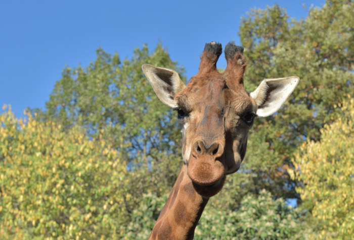 Per cena carne di giraffe