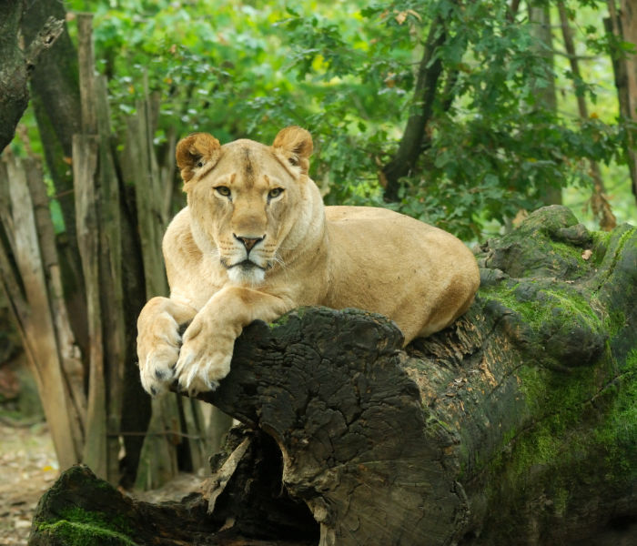 Una foresta senza leoni: un regno senza re.