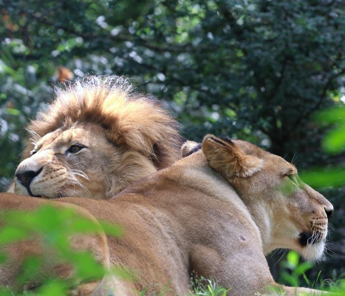 Una foresta senza leoni: un regno senza re.