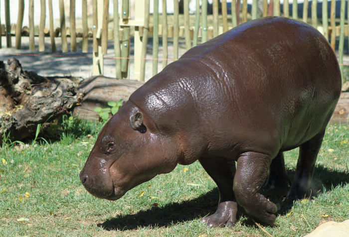 Isotta, l’ippopotamo pigmeo del GZP