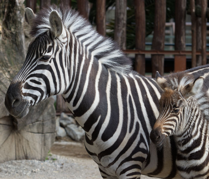 Zebre: bianche a strisce nere o nere a strisce bianche?