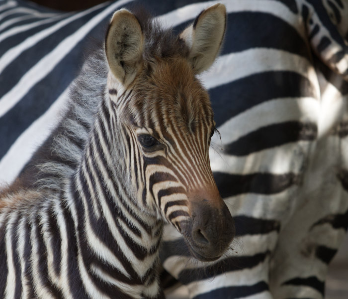 Zebre: bianche a strisce nere o nere a strisce bianche?