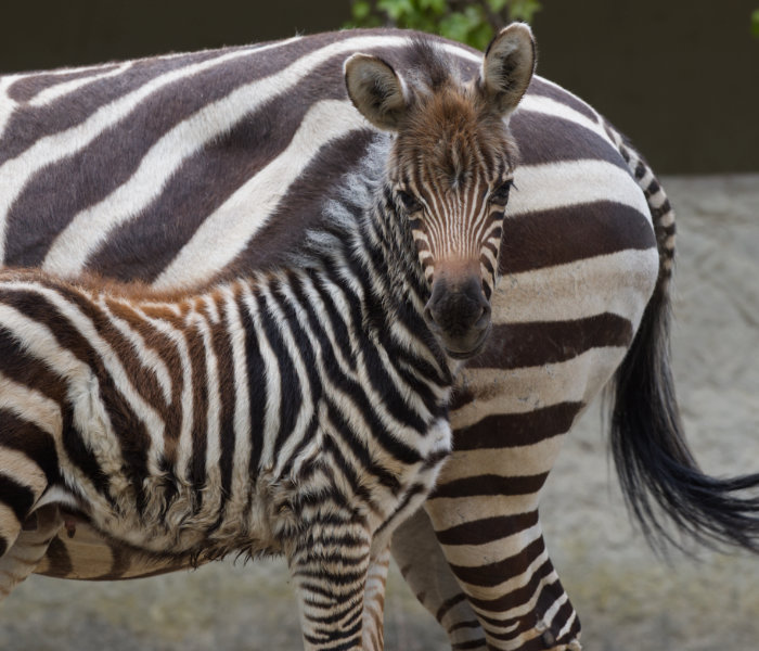 Zebre: bianche a strisce nere o nere a strisce bianche?