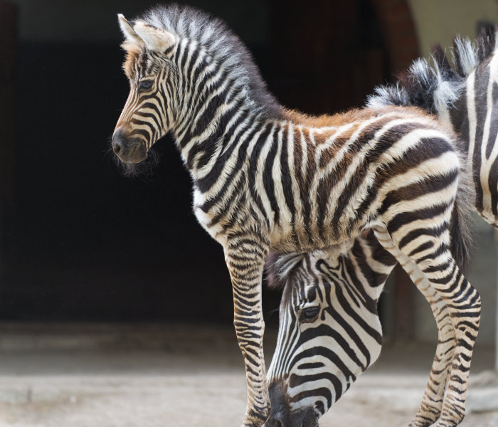 Zebre: bianche a strisce nere o nere a strisce bianche?