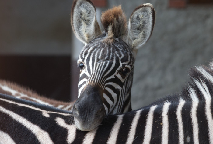 Zebre: bianche a strisce nere o nere a strisce bianche?