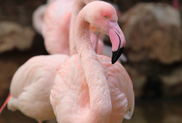 I fenicotteri: eleganza in punta di piedi