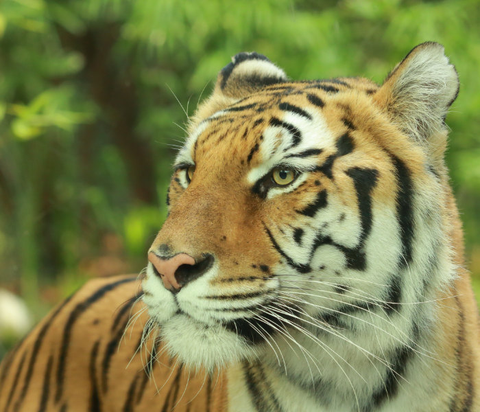 Come possono Merida e Sanson aiutare le tigri in Natura?