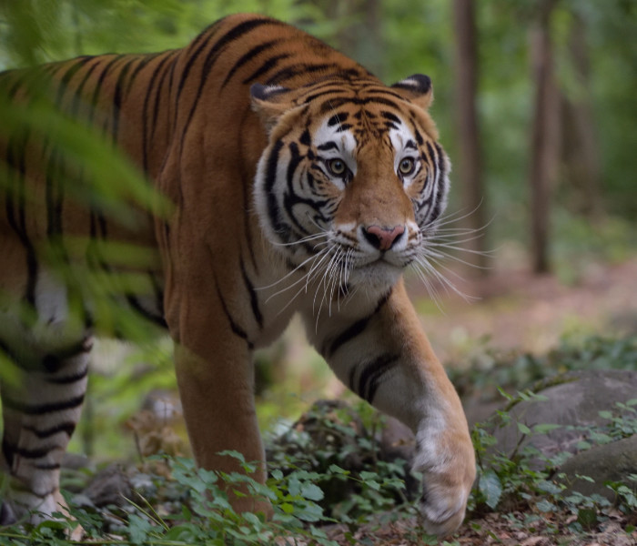 Come possono Merida e Sanson aiutare le tigri in Natura?