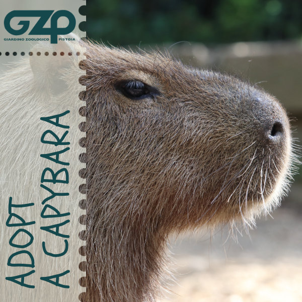adopt a capybara