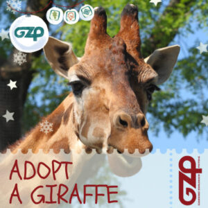 adopt a giraffe christmas