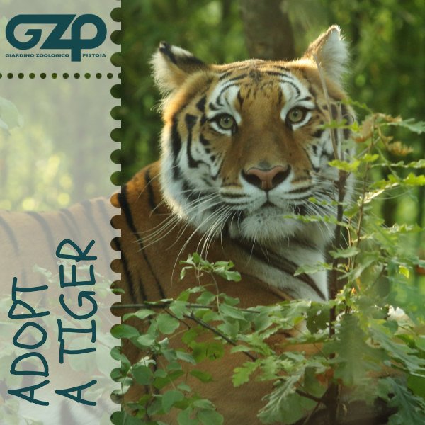 adopt a tiger