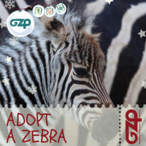 adopt a zebra christmas