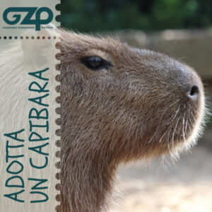 adotta un capibara