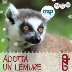 adotta un lemure natale