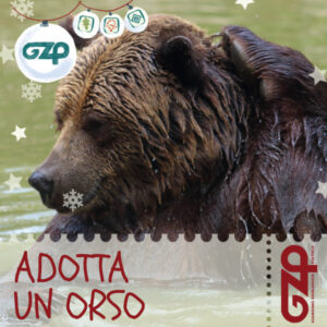 adotta un orso natale