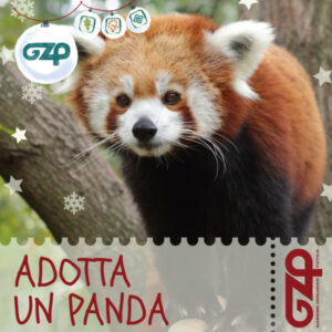 adotta un panda minore natale