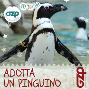 adotta un pinguino natale