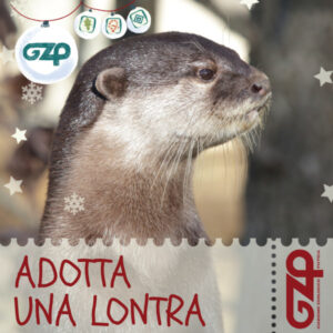 adotta una lontra natale