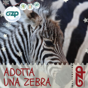 adotta una zebra natale