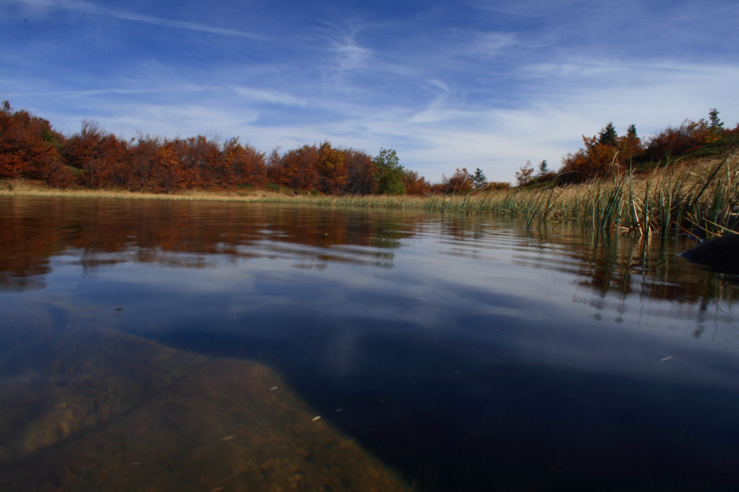 Il fenicottero rosa ambasciatore delle “terre d’acqua”